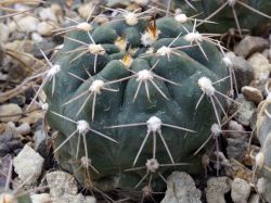 Gymnocalycium morroense VG 413