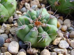 Gymnocalycium mostii STO 87-002