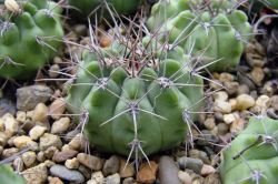 Gymnocalycium mostii STO 87-002
