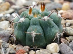 Gymnocalycium mostii v. kurtzianum