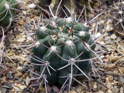 Gymnocalycium mostii v. kurtzianum