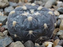 Gymnocalycium nataliae TOM 419.1