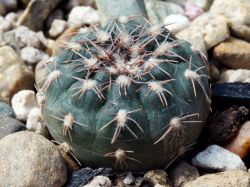 Gymnocalycium nataliae VG 1063