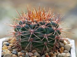 Gymnocalycium neuhuberi GN 77
