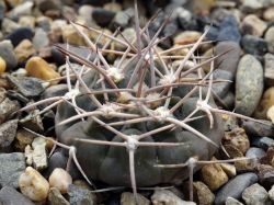 Gymnocalycium nidulans VG 199a