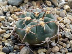 Gymnocalycium nigriareolatum v. simoi VG 570