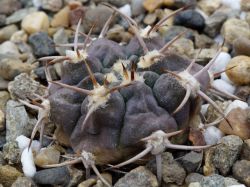 Gymnocalycium nigriareolatum v. simoi VG 1341