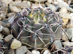 Gymnocalycium obductum VG 1322