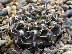 Gymnocalycium obductum VG 1322