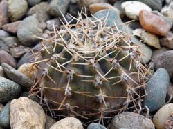 Gymnocalycium occultum P 131B