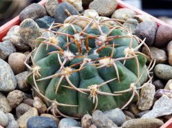 Gymnocalycium ochoterenae VG 250