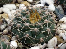 Gymnocalycium ochoterenae v. scoparium VG 257а