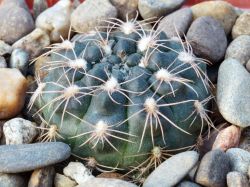 Gymnocalycium parvulum VG 303