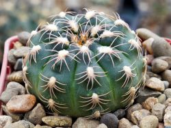 Gymnocalycium parvulum VG 494