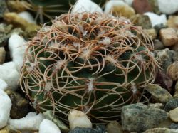 Gymnocalycium parvulum ssp. huettneri VG 542