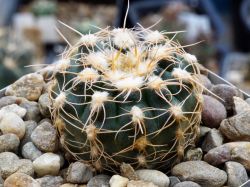 Gymnocalycium sp. (gaponii, taningaense?) VG 1078