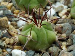 Gymnocalycium pflanzii v. argentinense VG 1182