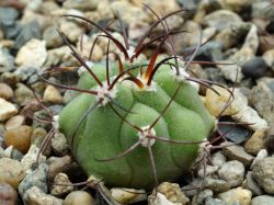 Gymnocalycium pflanzii v. dorisiae RH 2006a
