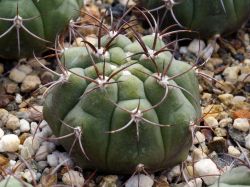 Gymnocalycium pflanzii v. dorisiae RH 2006a