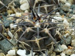 Gymnocalycium piltziorum P 38