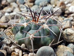 Gymnocalycium piltziorum P 38