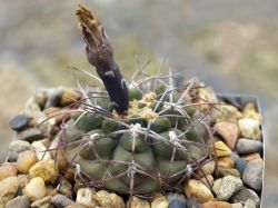 Gymnocalycium piltziorum P 38