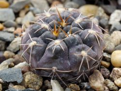 Gymnocalycium poeschlii VG 1309