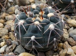 Gymnocalycium poeschlii VG 1309