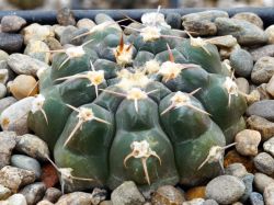 Gymnocalycium prochazkianum GN 747/4024