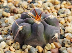 Gymnocalycium prochazkianum VG 1271