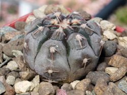 Gymnocalycium prochazkianum VG 345