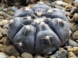 Gymnocalycium prochazkianum VG 345