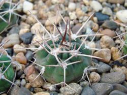 Gymnocalycium pugionacanthum VG 200