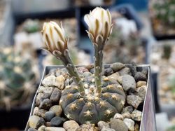 Gymnocalycium ragonesei L 472