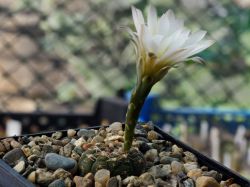 Gymnocalycium ragonesei P 18
