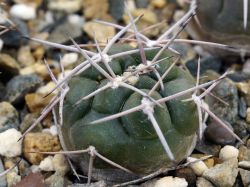 Gymnocalycium rhodantherum VG 215