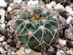 Gymnocalycium rhodantherum VG 223
