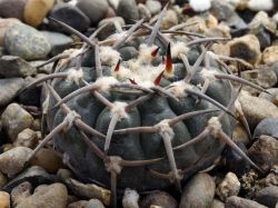 Gymnocalycium riojense