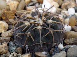 Gymnocalycium riojense VG 1399