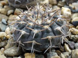 Gymnocalycium riojense VG 689