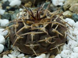 Gymnocalycium riojense VG 242