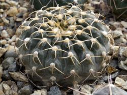 Gymnocalycium riojense VG 554