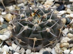 Gymnocalycium riojense VG 671