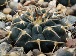 Gymnocalycium riojense ssp. paucispinum KP 272