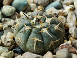 Gymnocalycium riojense ssp. paucispinum v. platygonum VG 065