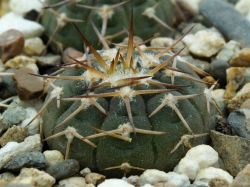Gymnocalycium riojense v. pipanacoense VG 187