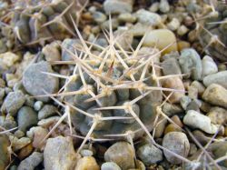 Gymnocalycium riojense v. pipanacoense VG 187