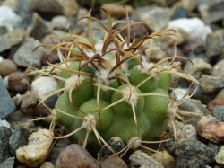 Gymnocalycium saglionis GN 1095/4082