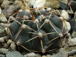 Gymnocalycium schroederianum ssp. paucicostatum LB 960