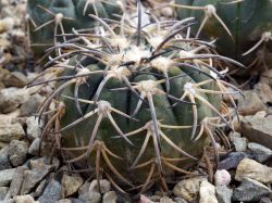 Gymnocalycium spegazzinii